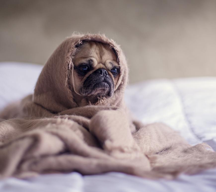 pug dog on a bed with white sheets cuddled up in a brown blanket