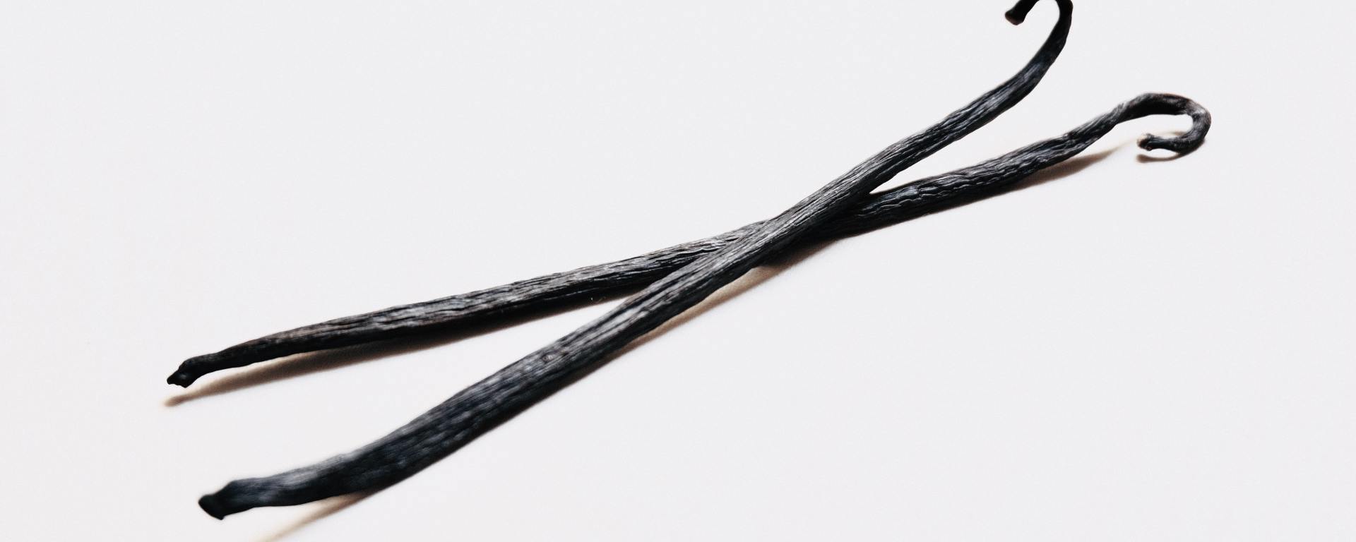 two vanilla bean stalks on a white background
